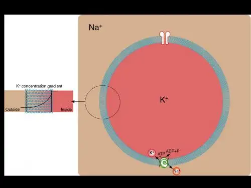 Action potentials：动作电位 28页PPT