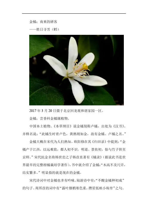 金橘——胜日寻芳(95)有图