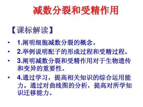减数分裂课件
