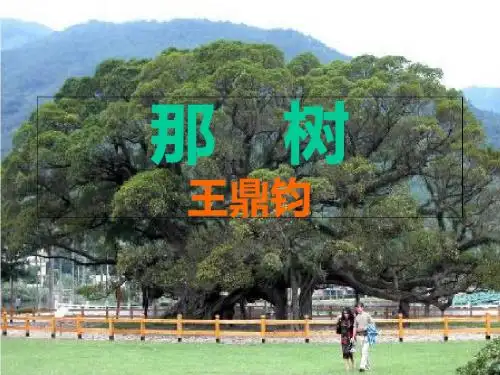 那树PPT42 北师大版