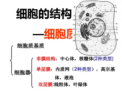 细胞器一轮复习