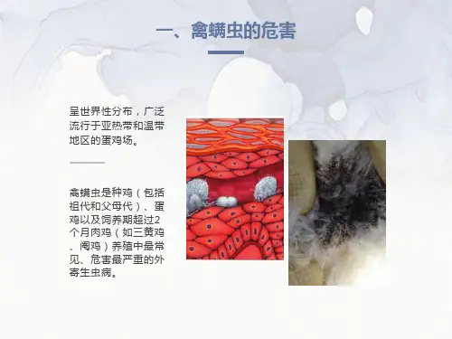 家禽螨虫病的最新治疗方法