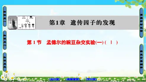 人教版必修二高中生物第一章遗传因子的发现第1节孟德尔的豌豆杂交实验(一)(Ⅰ)课件