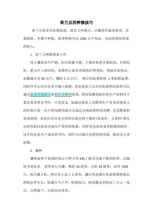 荷兰豆的种植技巧