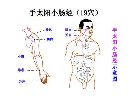 手太阳小肠经