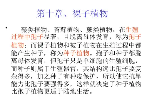 药用植物学_ 裸子植物门_裸子植物门学习资料_