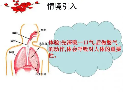人教版生物七年级下册4.3人体的呼吸 复习课件(共30张PPT)