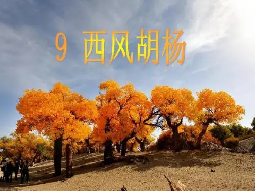9西风胡杨