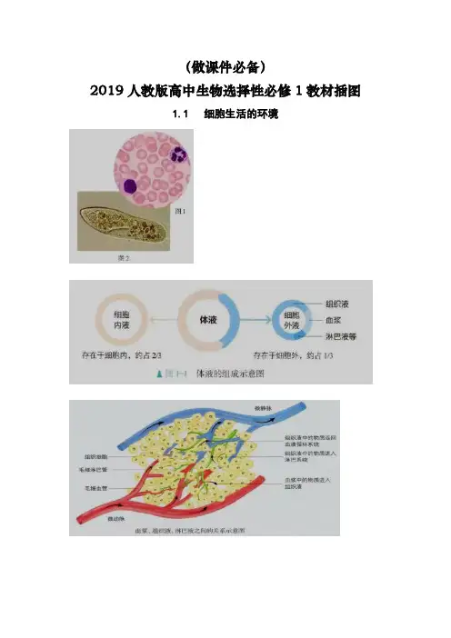 (做课件必备)2019人教版高中生物选择性必修1教材插图