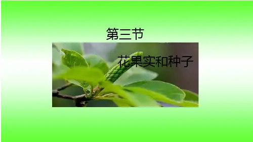 花、果实-种子PPT课件