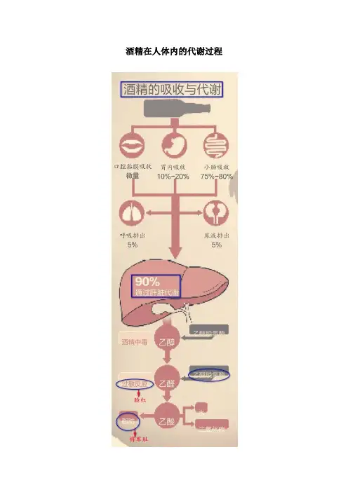 酒精在人体内的代谢过程