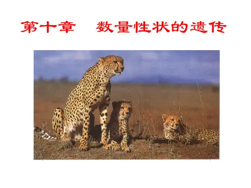 遗传学-第10章-数量遗传