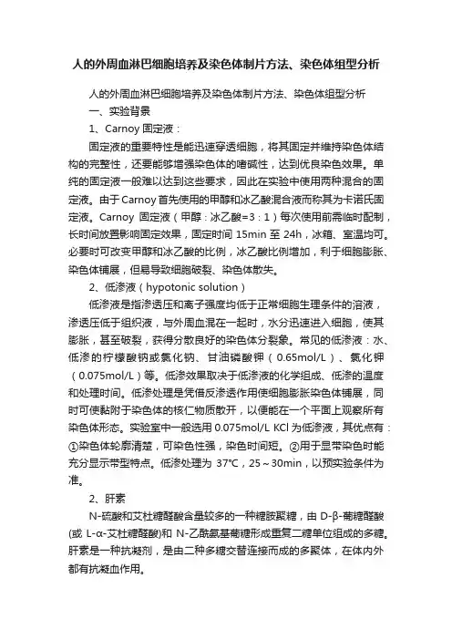 人的外周血淋巴细胞培养及染色体制片方法、染色体组型分析