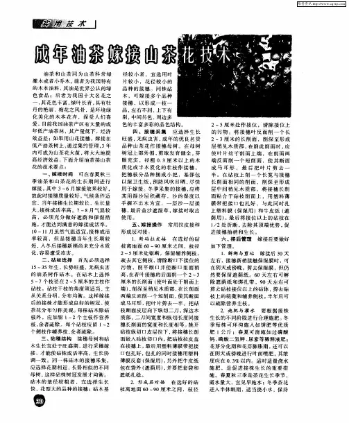 成年油茶嫁接山茶花技术