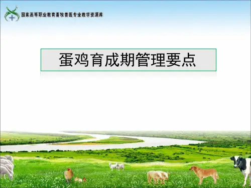 蛋鸡育成期管理要点(精)