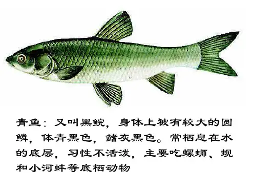 淡水鱼类和海洋鱼类PPT课件