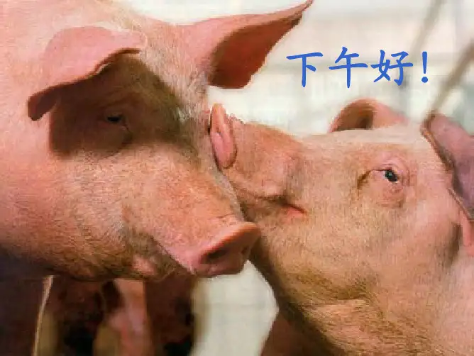 现代母猪营养与管理