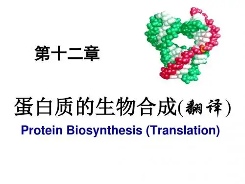 蛋白质的生物合成翻译
