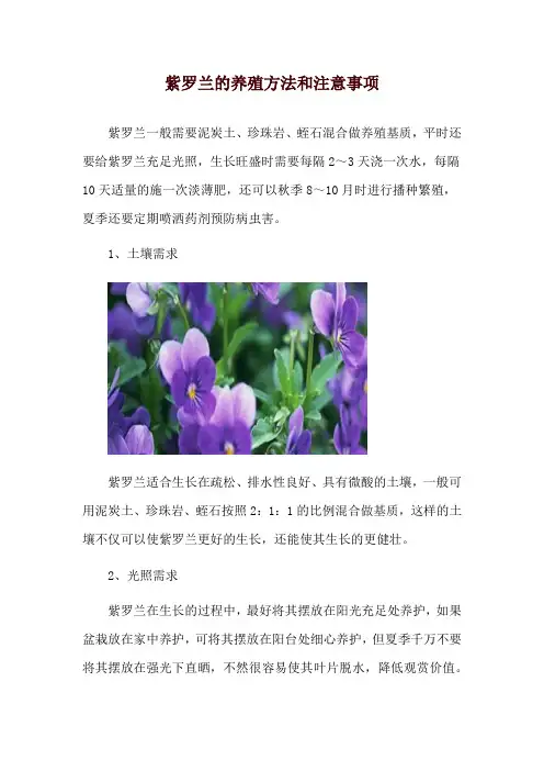 紫罗兰的养殖方法和注意事项_1
