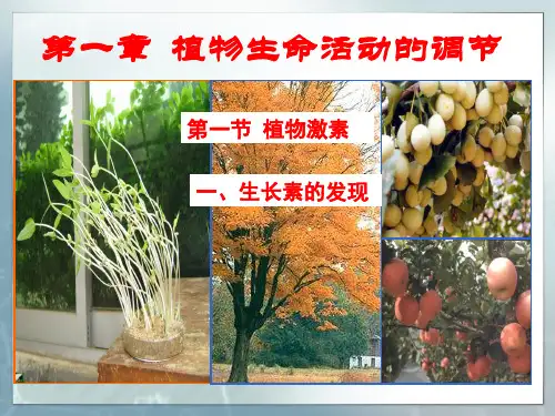 高中生物PPT课件植物激素