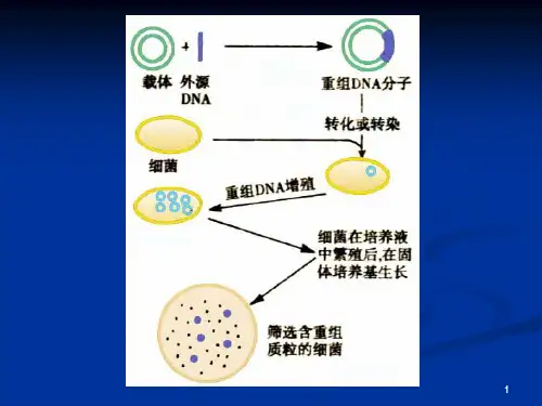 基因工程-重组体转入受体细胞