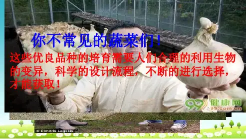 人教版必修二高中生物第六章从杂交育种到基因工程6.1杂交育种和诱变育种课件课件