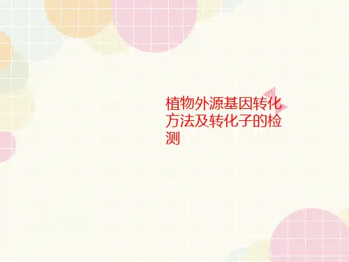 植物外源基因转化讲义方法及转化子的检测