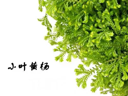 小叶黄杨