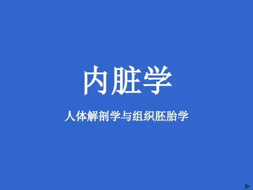 内脏总论及消化系统(系统解剖学)