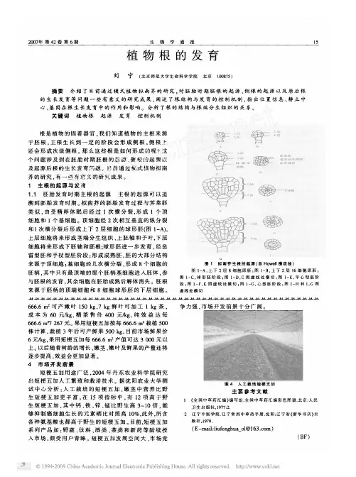 植物根的发育