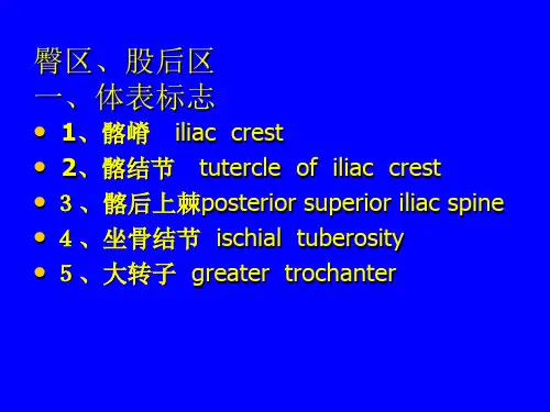 【局部解刨学课件】第三章 下肢   臀区和股后区