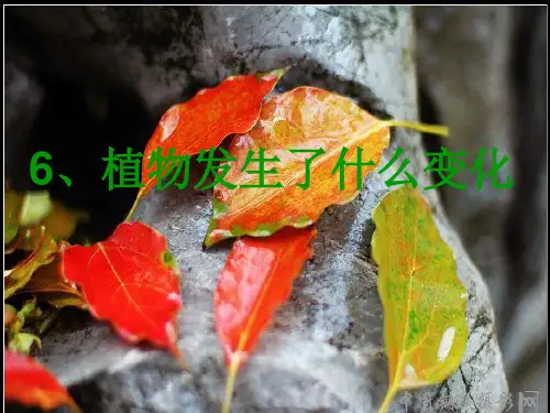 三年级科学上册 1.6《植物发生了什么变化》课件(1)