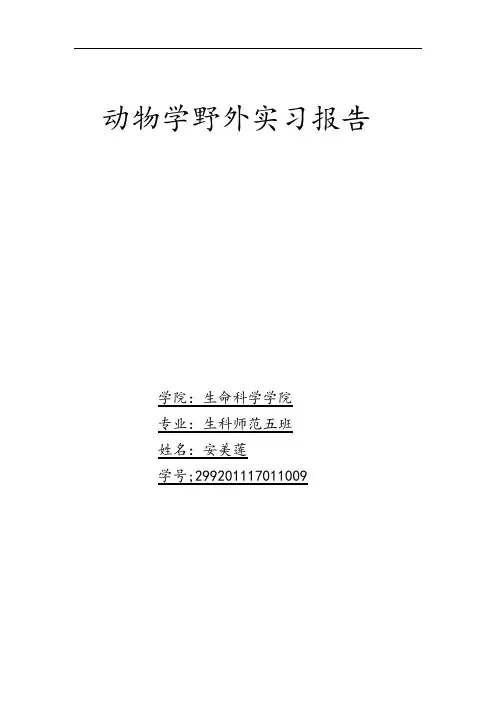 蝉科昆虫的代表种