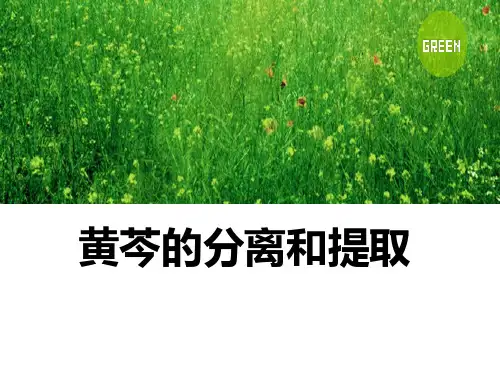 黄芩的分离和提取