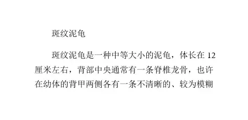 斑纹泥龟的形态特征