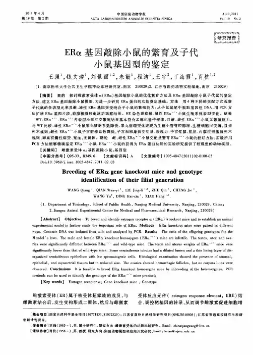 ERα基因敲除小鼠的繁育及子代小鼠基因型的鉴定