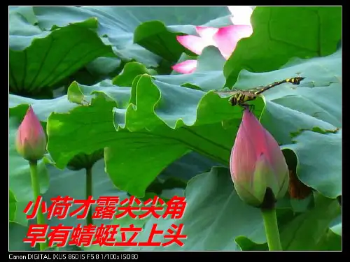 苏教版四年级下 《池上》