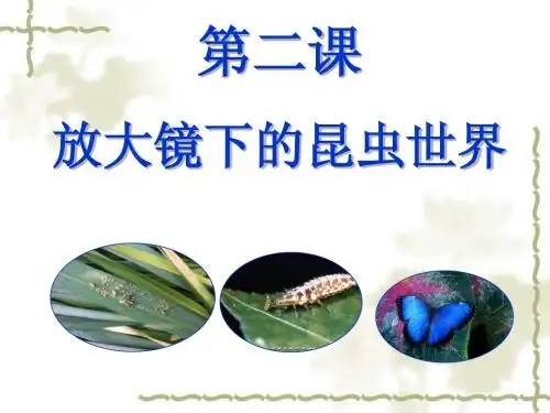科教版6年级科学下1.2放大镜下的昆虫世界