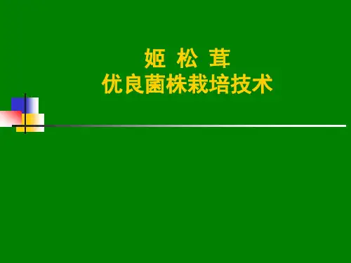 姬松茸优良菌株栽培技术