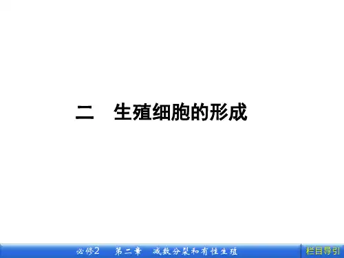《有性生殖  》课件5