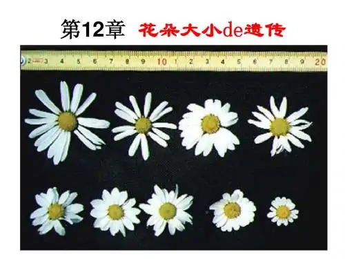 第十二章 花朵大小de遗传