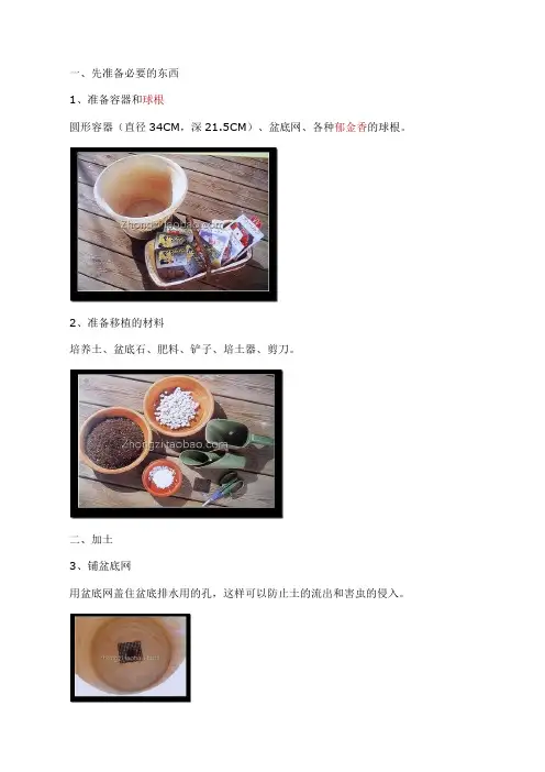郁金香-自然球种植方法