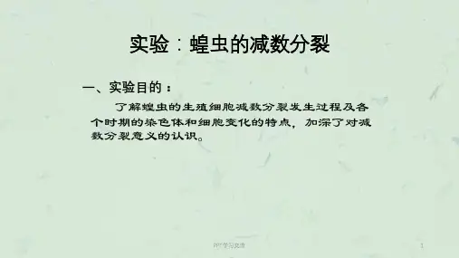 实验.蝗虫的减数分裂课件