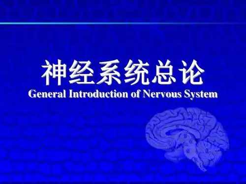 神经系统总论