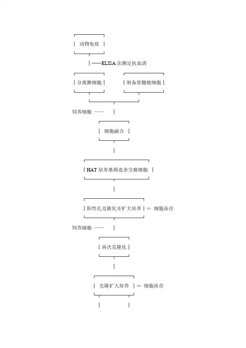 杂交瘤技术制备单克隆抗体的线路流程
