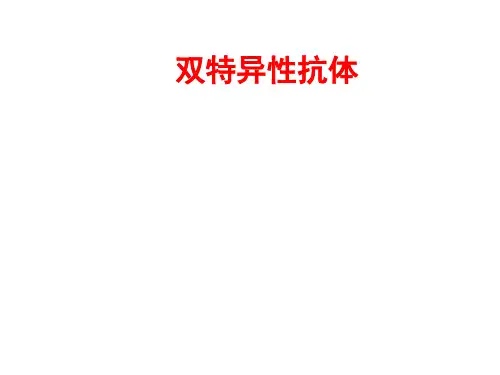 双特异性抗体与抗体融合蛋白[优质ppt]