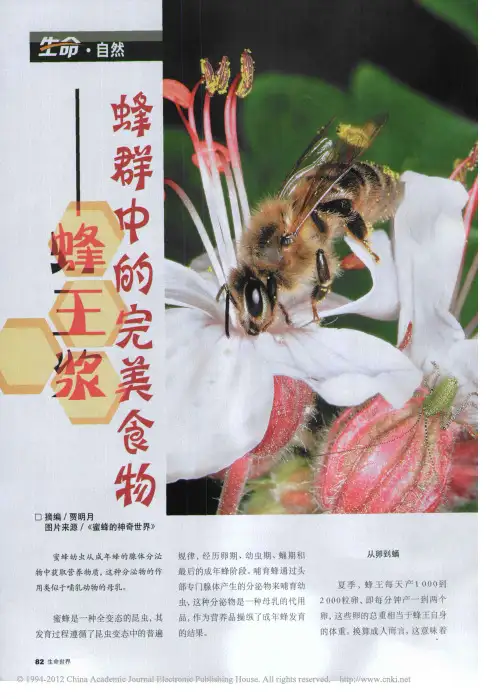蜂群中的完美食物_蜂王浆_贾明月