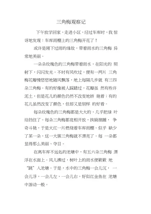 三角梅观察记