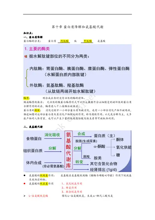 10蛋白质的分解代谢