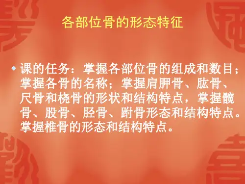 运动解剖学 各部骨形态特征